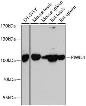 PIWIL4 Antibody