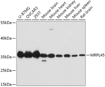 MRPL45 Antibody