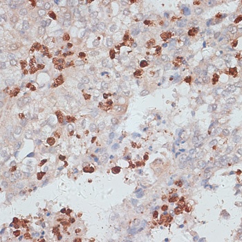 CTSG Antibody