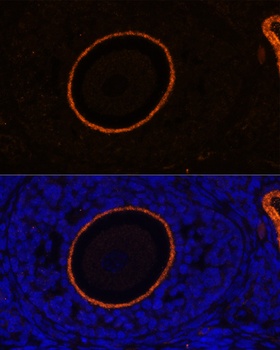 ZP3 Antibody