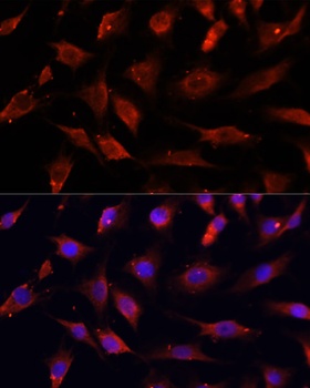 DNASE1L1 Antibody