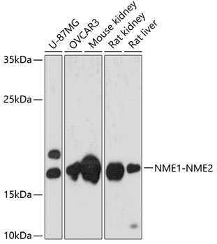 NME1-NME2 Antibody