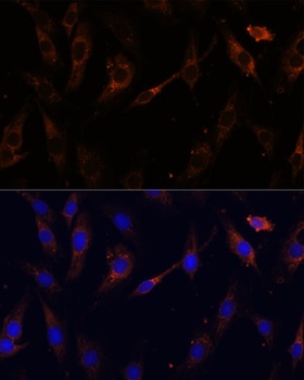 VPS25 Antibody