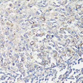 MUL1 Antibody