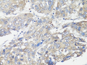 MUL1 Antibody