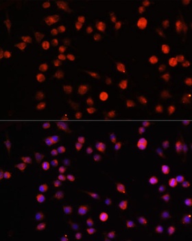 MUL1 Antibody