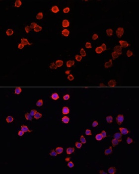 MUL1 Antibody