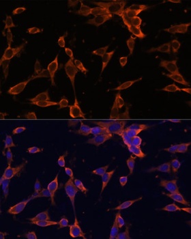 USP36 Antibody