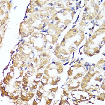 GKN1 Antibody