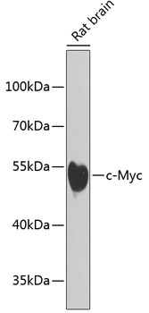 MYC Antibody