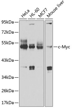 MYC Antibody