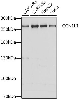 GCN1L1 Antibody