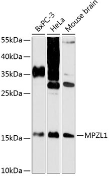 MPZL1 Antibody