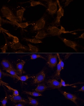 RPL27 Antibody