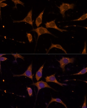 RPL27 Antibody