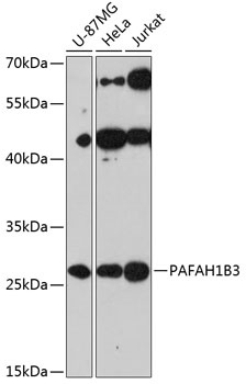 PAFAH1B3 Antibody