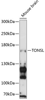 TONSL Antibody