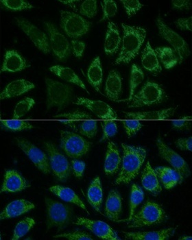 NDUFS8 Antibody