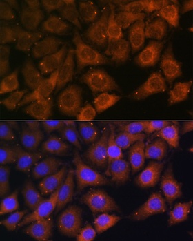 MYO6 Antibody