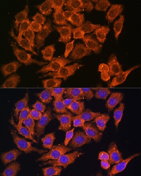 MYO6 Antibody