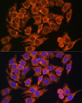 MYO6 Antibody