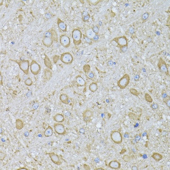 MTNR1A Antibody