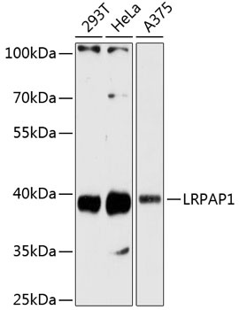 LRPAP1 Antibody