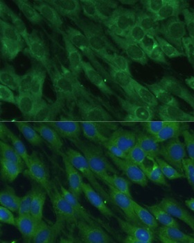 HAL Antibody