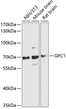 GPC1 Antibody
