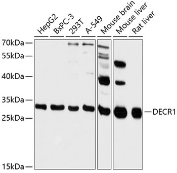 DECR1 Antibody