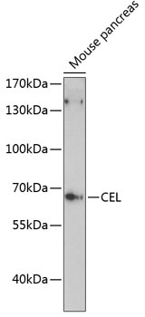 CEL Antibody