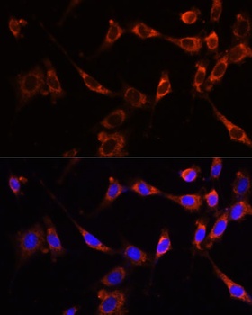 PTPN13 Antibody