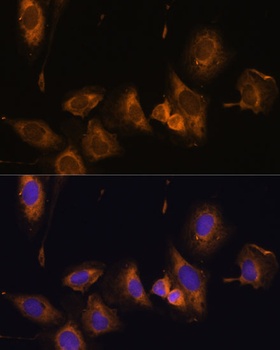 RPL32 Antibody