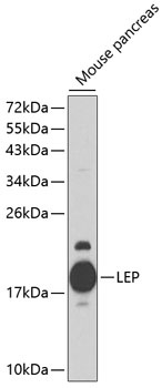 LEP Antibody