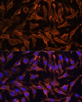 TNFRSF11A Antibody