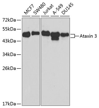 ATXN3 Antibody