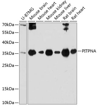 PITPNA Antibody