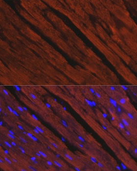MYH6 Antibody