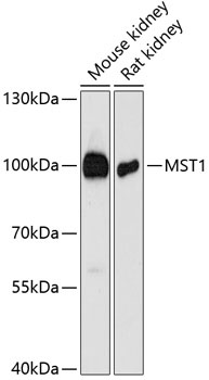 MST1 Antibody