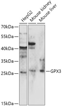 GPX3 Antibody