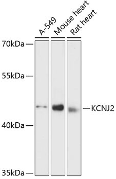 KCNJ2 Antibody