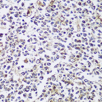 ECH1 Antibody