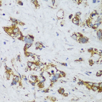 ECH1 Antibody