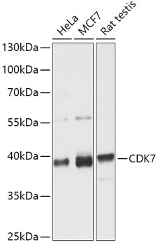 CDK7 Antibody