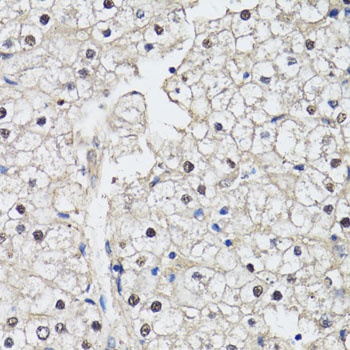 CDK7 Antibody