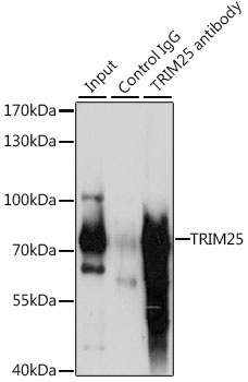 TRIM25 Antibody