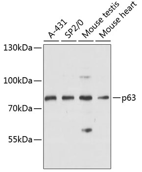 TP63 Antibody