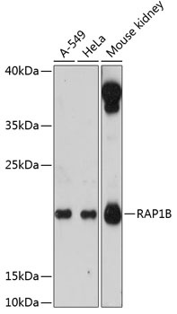 RAP1B Antibody