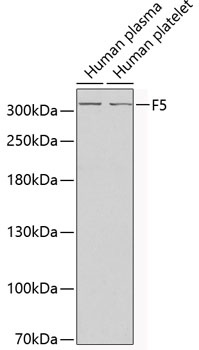 F5 Antibody
