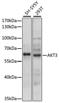 AKT3 Antibody